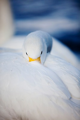 포토 JPG 주간 동물 해외기획촬영 계절 두마리 겨울 2010년일본 자연 조류 풍경 사람없음 야외 일본 홋카이도 백조 아칸국립공원 굿샤로호 스나유 국내포토 자연요소 공원 아시아 호수 2 생태계 파일형식