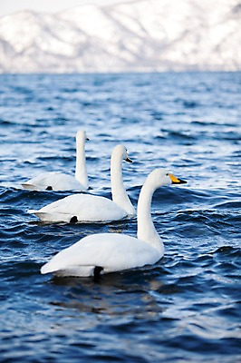 포토 JPG 주간 동물 해외기획촬영 계절 호수 겨울 2010년일본 자연 조류 산 풍경 사람없음 야외 일본 눈 홋카이도 백조 아칸국립공원 굿샤로호 스나유 국내포토 자연요소 공원 아시아 날씨 생태계 파일형식