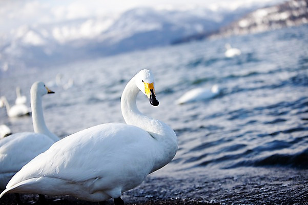 포토 JPG 주간 동물 해외기획촬영 계절 호수 겨울 여러마리 2010년일본 자연 조류 풍경 사람없음 야외 일본 홋카이도 백조 아칸국립공원 서식지 굿샤로호 스나유 국내포토 자연요소 공원 아시아 다수 생태계 파일형식