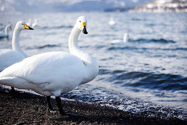 포토 JPG 주간 동물 해외기획촬영 계절 호수 겨울 여러마리 2010년일본 자연 조류 풍경 사람없음 야외 일본 홋카이도 백조 아칸국립공원 서식지 굿샤로호 스나유 국내포토 자연요소 공원 아시아 다수 생태계 파일형식