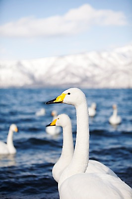 포토 JPG 주간 동물 구름 해외기획촬영 계절 호수 겨울 여러마리 2010년일본 자연 조류 하늘 산 풍경 사람없음 야외 일본 눈 홋카이도 백조 아칸국립공원 서식지 굿샤로호 스나유 국내포토 자연요소 공원 아시아 다수 날씨 생태계 파일형식