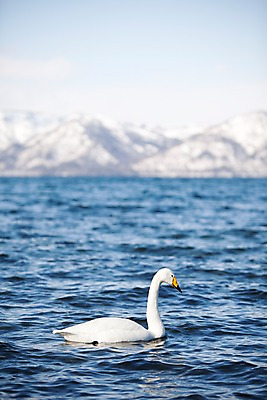 포토 JPG 주간 동물 해외기획촬영 계절 호수 겨울 2010년일본 자연 조류 산 풍경 사람없음 야외 일본 눈 홋카이도 백조 아칸국립공원 굿샤로호 스나유 국내포토 자연요소 공원 아시아 날씨 생태계 파일형식