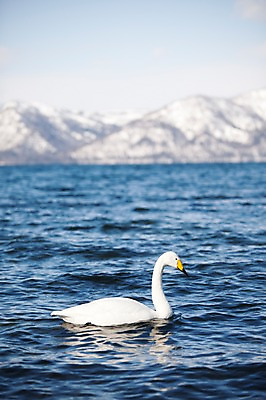 포토 JPG 주간 동물 해외기획촬영 계절 호수 겨울 2010년일본 자연 조류 산 풍경 사람없음 야외 일본 눈 홋카이도 백조 아칸국립공원 굿샤로호 스나유 국내포토 자연요소 공원 아시아 날씨 생태계 파일형식