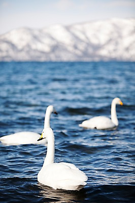 포토 JPG 주간 동물 해외기획촬영 계절 호수 겨울 2010년일본 자연 조류 산 풍경 사람없음 야외 일본 눈 홋카이도 백조 아칸국립공원 굿샤로호 스나유 국내포토 자연요소 공원 아시아 날씨 생태계 파일형식