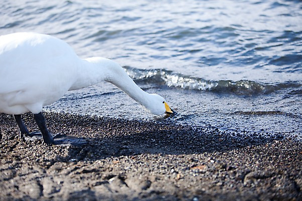 포토 JPG 주간 동물 해외기획촬영 한마리 계절 호수 겨울 2010년일본 자연 조류 풍경 사람없음 야외 일본 홋카이도 백조 아칸국립공원 굿샤로호 스나유 국내포토 자연요소 1 공원 아시아 생태계 파일형식