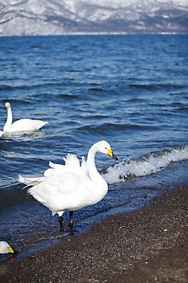 포토 JPG 주간 동물 해외기획촬영 계절 호수 두마리 겨울 2010년일본 자연 조류 풍경 사람없음 야외 일본 홋카이도 백조 아칸국립공원 굿샤로호 스나유 국내포토 자연요소 공원 아시아 2 생태계 파일형식