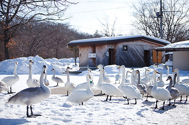 포토 JPG 주간 나무 식물 동물 해외기획촬영 계절 설경 겨울 여러마리 2010년일본 자연 조류 풍경 사람없음 야외 건물 설원 일본 눈 홋카이도 전봇대 백조 아칸국립공원 서식지 굿샤로호 스나유 국내포토 자연요소 건축물 공원 공공시설 아시아 호수 다수 날씨 눈_날씨 생태계 파일형식