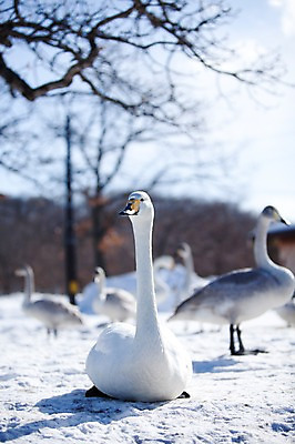 포토 JPG 주간 나무 식물 동물 해외기획촬영 계절 설경 겨울 여러마리 2010년일본 자연 조류 풍경 사람없음 야외 설원 일본 눈 홋카이도 백조 아칸국립공원 서식지 굿샤로호 스나유 국내포토 자연요소 공원 아시아 호수 다수 날씨 눈_날씨 생태계 파일형식
