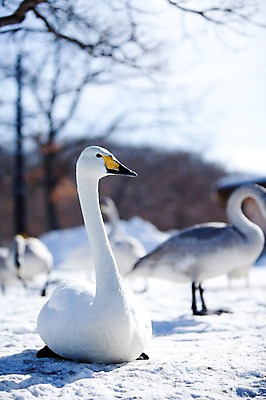 포토 JPG 주간 나무 식물 동물 해외기획촬영 계절 설경 겨울 여러마리 2010년일본 자연 조류 풍경 사람없음 야외 설원 일본 눈 홋카이도 백조 아칸국립공원 서식지 굿샤로호 스나유 국내포토 자연요소 공원 아시아 호수 다수 날씨 눈_날씨 생태계 파일형식