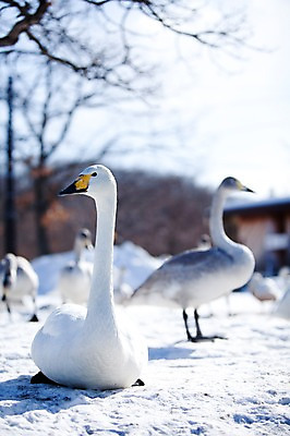 포토 JPG 주간 나무 식물 동물 해외기획촬영 계절 설경 겨울 여러마리 2010년일본 자연 조류 풍경 사람없음 야외 설원 일본 눈 홋카이도 백조 아칸국립공원 서식지 굿샤로호 스나유 국내포토 자연요소 공원 아시아 호수 다수 날씨 눈_날씨 생태계 파일형식