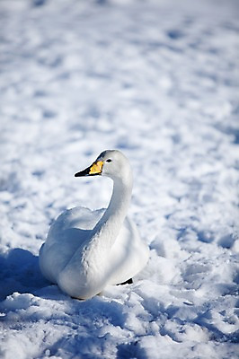 포토 JPG 주간 동물 해외기획촬영 한마리 계절 설경 겨울 2010년일본 자연 조류 풍경 사람없음 야외 설원 일본 눈 홋카이도 백조 아칸국립공원 굿샤로호 스나유 국내포토 자연요소 1 공원 아시아 호수 날씨 눈_날씨 생태계 파일형식