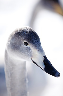 포토 JPG 주간 동물 해외기획촬영 한마리 계절 겨울 2010년일본 자연 조류 풍경 근접촬영 사람없음 야외 일본 홋카이도 백조 아칸국립공원 굿샤로호 스나유 국내포토 자연요소 1 공원 아시아 호수 뷰포인트 생태계 파일형식