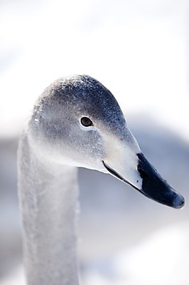 포토 JPG 주간 동물 해외기획촬영 한마리 계절 겨울 2010년일본 자연 조류 풍경 근접촬영 사람없음 야외 일본 홋카이도 백조 아칸국립공원 굿샤로호 스나유 국내포토 자연요소 1 공원 아시아 호수 뷰포인트 생태계 파일형식