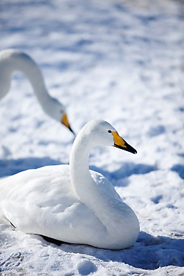 포토 JPG 주간 동물 해외기획촬영 계절 두마리 설경 겨울 2010년일본 자연 조류 풍경 사람없음 야외 설원 일본 눈 홋카이도 백조 아칸국립공원 굿샤로호 스나유 국내포토 자연요소 공원 아시아 호수 2 날씨 눈_날씨 생태계 파일형식