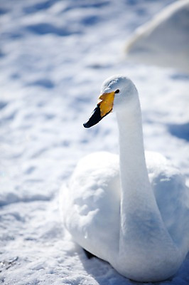포토 JPG 주간 동물 해외기획촬영 한마리 계절 설경 겨울 2010년일본 자연 조류 풍경 사람없음 야외 설원 일본 눈 홋카이도 백조 아칸국립공원 굿샤로호 스나유 국내포토 자연요소 1 공원 아시아 호수 날씨 눈_날씨 생태계 파일형식