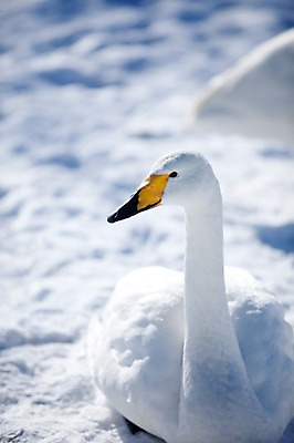 포토 JPG 주간 동물 해외기획촬영 한마리 계절 설경 겨울 2010년일본 자연 조류 풍경 사람없음 야외 설원 일본 눈 홋카이도 백조 아칸국립공원 굿샤로호 스나유 국내포토 자연요소 1 공원 아시아 호수 날씨 눈_날씨 생태계 파일형식