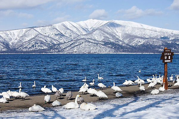 포토 JPG 주간 동물 구름 해외기획촬영 계절 호수 겨울 여러마리 2010년일본 자연 조류 하늘 산 풍경 사람없음 야외 일본 팻말 눈 홋카이도 백조 아칸국립공원 서식지 굿샤로호 스나유 국내포토 자연요소 공원 아시아 다수 날씨 프레임 생태계 파일형식