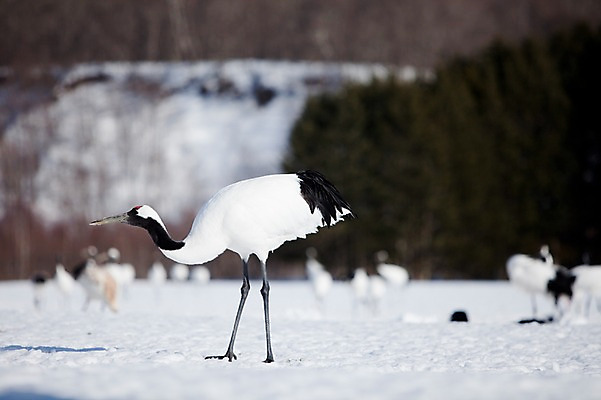 포토 JPG 주간 나무 식물 동물 해외기획촬영 계절 설경 겨울 여러마리 2010년일본 자연 조류 풍경 사람없음 야외 설원 일본 학 눈 홋카이도 쿠시로 서식지 국내포토 자연요소 아시아 다수 날씨 눈_날씨 생태계 파일형식