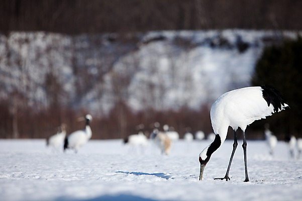 포토 JPG 주간 나무 식물 동물 해외기획촬영 계절 설경 겨울 여러마리 2010년일본 자연 조류 풍경 사람없음 야외 설원 일본 학 눈 홋카이도 쿠시로 서식지 국내포토 자연요소 아시아 다수 날씨 눈_날씨 생태계 파일형식