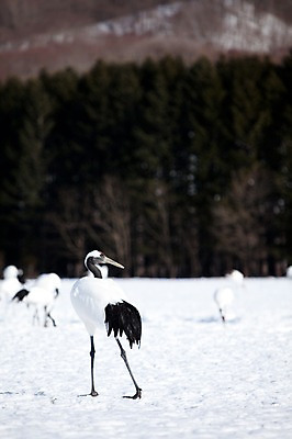 포토 JPG 주간 나무 식물 동물 해외기획촬영 계절 설경 겨울 여러마리 2010년일본 자연 조류 풍경 사람없음 야외 설원 일본 학 눈 홋카이도 쿠시로 서식지 국내포토 자연요소 아시아 다수 날씨 눈_날씨 생태계 파일형식