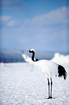 포토 JPG 주간 동물 구름 해외기획촬영 한마리 계절 설경 겨울 2010년일본 자연 조류 하늘 풍경 사람없음 야외 설원 일본 학 눈 홋카이도 쿠시로 국내포토 자연요소 1 아시아 날씨 눈_날씨 생태계 파일형식