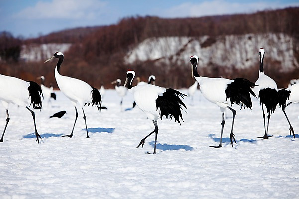 포토 JPG 주간 나무 식물 동물 해외기획촬영 계절 설경 겨울 여러마리 2010년일본 자연 조류 풍경 사람없음 야외 설원 일본 학 눈 홋카이도 쿠시로 서식지 국내포토 자연요소 아시아 다수 날씨 눈_날씨 생태계 파일형식
