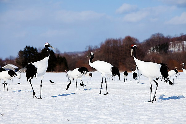 포토 JPG 주간 나무 식물 동물 구름 해외기획촬영 계절 설경 겨울 여러마리 2010년일본 자연 조류 하늘 풍경 사람없음 야외 설원 일본 학 눈 홋카이도 쿠시로 서식지 국내포토 자연요소 아시아 다수 날씨 눈_날씨 생태계 파일형식