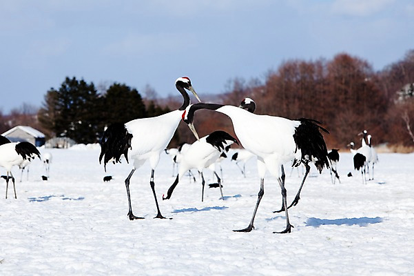 포토 JPG 주간 나무 식물 동물 해외기획촬영 계절 설경 겨울 여러마리 2010년일본 자연 조류 풍경 사람없음 야외 설원 일본 학 눈 홋카이도 쿠시로 서식지 국내포토 자연요소 아시아 다수 날씨 눈_날씨 생태계 파일형식