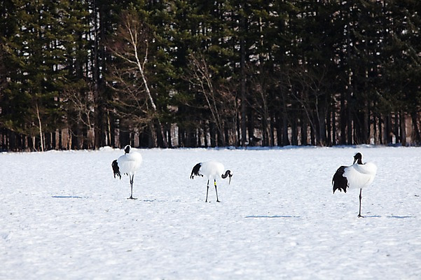 포토 JPG 주간 나무 식물 동물 해외기획촬영 계절 설경 겨울 2010년일본 자연 조류 세마리 풍경 사람없음 야외 설원 일본 학 눈 홋카이도 쿠시로 서식지 국내포토 자연요소 아시아 날씨 눈_날씨 3 생태계 파일형식