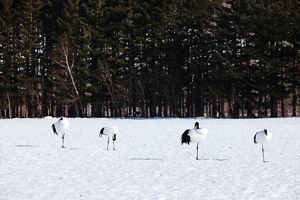 포토 JPG 주간 나무 식물 동물 해외기획촬영 계절 설경 겨울 여러마리 2010년일본 자연 조류 풍경 사람없음 야외 설원 일본 학 눈 홋카이도 쿠시로 서식지 국내포토 자연요소 아시아 다수 날씨 눈_날씨 생태계 파일형식