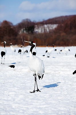 포토 JPG 주간 나무 식물 동물 구름 해외기획촬영 계절 설경 겨울 여러마리 2010년일본 자연 조류 하늘 풍경 사람없음 야외 설원 일본 학 눈 홋카이도 쿠시로 서식지 국내포토 자연요소 아시아 다수 날씨 눈_날씨 생태계 파일형식