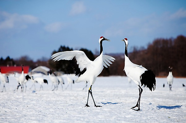 포토 JPG 주간 나무 식물 동물 구름 해외기획촬영 계절 설경 겨울 여러마리 2010년일본 자연 조류 하늘 풍경 사람없음 야외 설원 일본 학 눈 홋카이도 쿠시로 서식지 국내포토 자연요소 아시아 다수 날씨 눈_날씨 생태계 파일형식