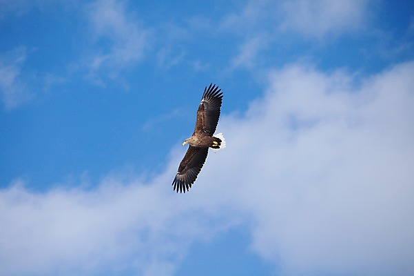 포토 JPG 주간 동물 구름 해외기획촬영 한마리 계절 겨울 2010년일본 자연 조류 하늘 풍경 사람없음 야외 일본 비행 홋카이도 독수리 쿠시로 국내포토 자연요소 1 아시아 생태계 파일형식