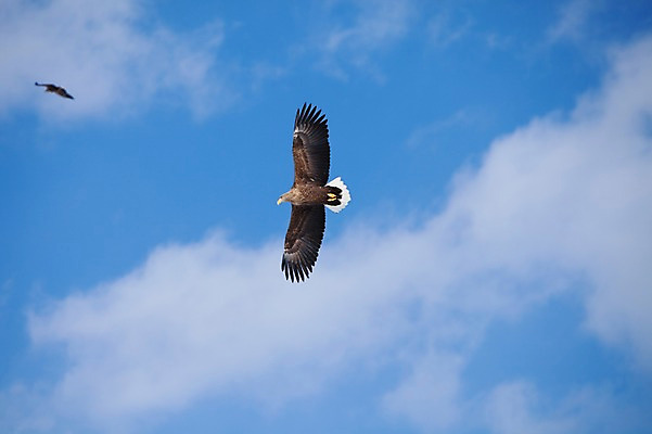 포토 JPG 주간 동물 구름 해외기획촬영 계절 두마리 겨울 2010년일본 자연 조류 하늘 풍경 사람없음 야외 일본 비행 홋카이도 독수리 쿠시로 국내포토 자연요소 아시아 2 생태계 파일형식