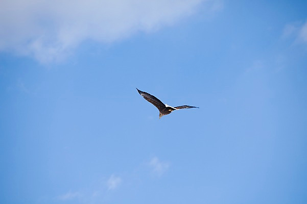 포토 JPG 주간 동물 구름 해외기획촬영 한마리 계절 겨울 2010년일본 자연 조류 하늘 풍경 사람없음 야외 일본 비행 홋카이도 독수리 쿠시로 국내포토 자연요소 1 아시아 생태계 파일형식