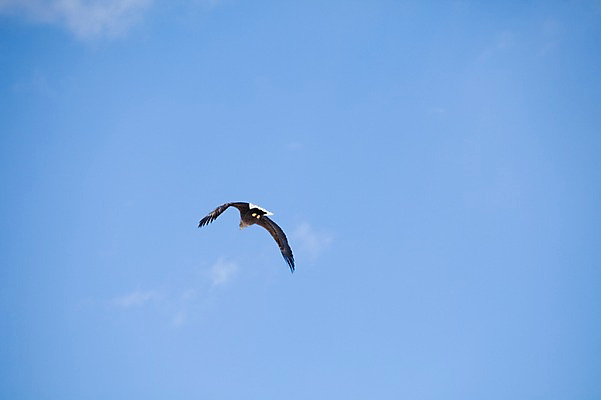 포토 JPG 주간 동물 구름 해외기획촬영 한마리 계절 겨울 2010년일본 자연 조류 하늘 풍경 사람없음 야외 일본 비행 홋카이도 독수리 쿠시로 국내포토 자연요소 1 아시아 생태계 파일형식