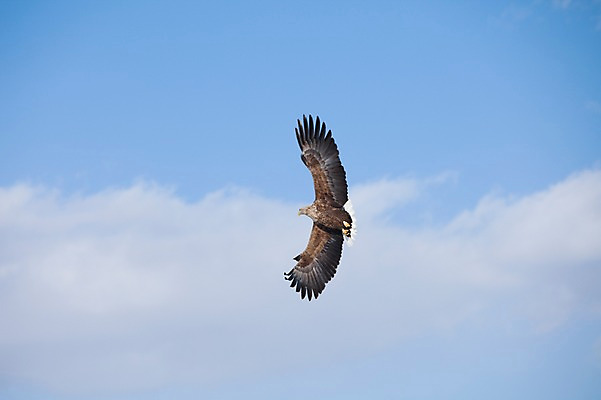 포토 JPG 주간 동물 구름 해외기획촬영 한마리 계절 겨울 2010년일본 자연 조류 하늘 풍경 사람없음 야외 일본 비행 홋카이도 독수리 쿠시로 국내포토 자연요소 1 아시아 생태계 파일형식