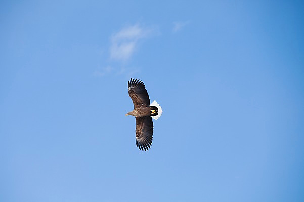 포토 JPG 주간 동물 구름 해외기획촬영 한마리 계절 겨울 2010년일본 자연 조류 하늘 풍경 사람없음 야외 일본 비행 홋카이도 독수리 쿠시로 국내포토 자연요소 1 아시아 생태계 파일형식