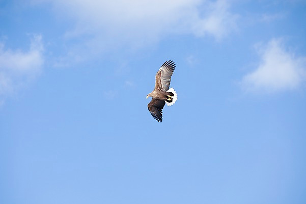 포토 JPG 주간 동물 구름 해외기획촬영 한마리 계절 겨울 2010년일본 자연 조류 하늘 풍경 사람없음 야외 일본 비행 홋카이도 독수리 쿠시로 국내포토 자연요소 1 아시아 생태계 파일형식