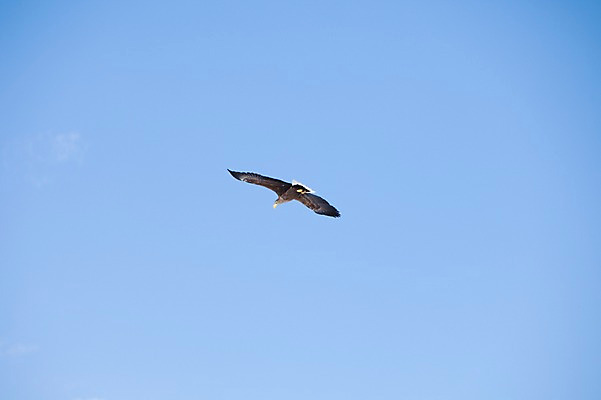 포토 JPG 주간 동물 해외기획촬영 한마리 계절 겨울 2010년일본 자연 조류 하늘 풍경 사람없음 야외 일본 비행 홋카이도 독수리 쿠시로 국내포토 자연요소 1 아시아 생태계 파일형식