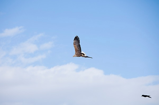 포토 JPG 주간 동물 구름 해외기획촬영 계절 두마리 겨울 2010년일본 자연 조류 하늘 풍경 사람없음 야외 일본 비행 홋카이도 독수리 쿠시로 까마귀 국내포토 자연요소 아시아 2 생태계 파일형식