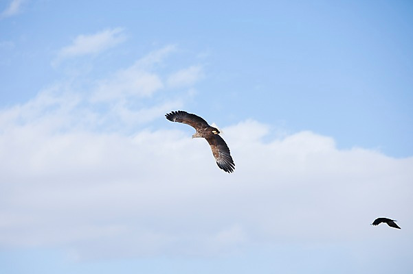 포토 JPG 주간 동물 구름 해외기획촬영 계절 두마리 겨울 2010년일본 자연 조류 하늘 풍경 사람없음 야외 일본 비행 홋카이도 독수리 쿠시로 까마귀 국내포토 자연요소 아시아 2 생태계 파일형식
