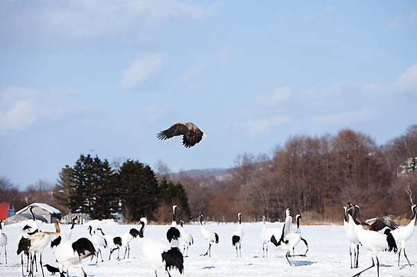 포토 JPG 주간 나무 식물 동물 구름 해외기획촬영 계절 설경 겨울 여러마리 2010년일본 자연 조류 하늘 풍경 사람없음 야외 설원 일본 학 비행 눈 홋카이도 독수리 쿠시로 서식지 국내포토 자연요소 아시아 다수 날씨 눈_날씨 생태계 파일형식