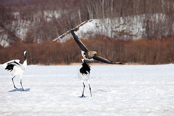 포토 JPG 주간 나무 식물 동물 해외기획촬영 계절 설경 겨울 2010년일본 자연 조류 세마리 풍경 사람없음 야외 설원 일본 학 비행 눈 공격 홋카이도 독수리 쿠시로 국내포토 자연요소 아시아 모션 날씨 눈_날씨 3 생태계 파일형식