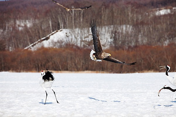 포토 JPG 주간 나무 식물 동물 해외기획촬영 계절 설경 겨울 여러마리 2010년일본 자연 조류 풍경 사람없음 야외 설원 일본 학 비행 눈 공격 홋카이도 독수리 쿠시로 국내포토 자연요소 아시아 다수 모션 날씨 눈_날씨 생태계 파일형식