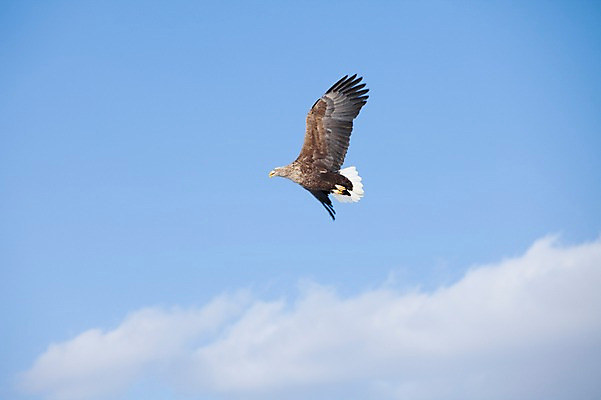 포토 JPG 주간 동물 구름 해외기획촬영 한마리 계절 겨울 2010년일본 자연 조류 하늘 풍경 사람없음 야외 일본 비행 홋카이도 독수리 쿠시로 국내포토 자연요소 1 아시아 생태계 파일형식