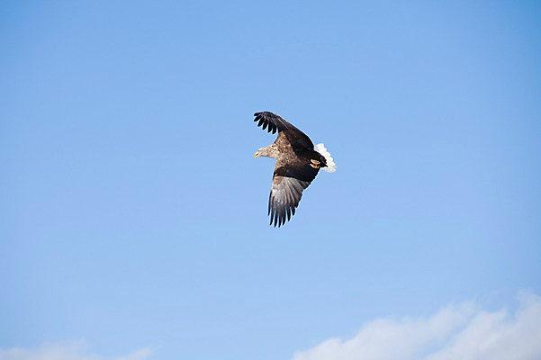 포토 JPG 주간 동물 해외기획촬영 한마리 계절 겨울 2010년일본 자연 조류 하늘 풍경 사람없음 야외 일본 비행 홋카이도 독수리 쿠시로 국내포토 자연요소 1 아시아 생태계 파일형식