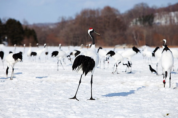 포토 JPG 주간 나무 식물 동물 해외기획촬영 계절 설경 겨울 여러마리 2010년일본 자연 조류 산 그림자 풍경 사람없음 야외 설원 일본 학 눈 숲 홋카이도 쿠시로 서식지 국내포토 자연요소 아시아 다수 날씨 눈_날씨 생태계 파일형식