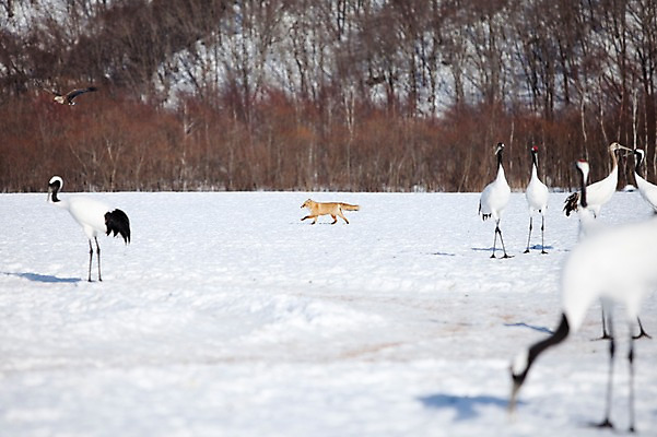 포토 JPG 주간 나무 식물 동물 해외기획촬영 계절 설경 겨울 여러마리 2010년일본 자연 조류 풍경 사람없음 야외 설원 일본 학 눈 홋카이도 독수리 여우 쿠시로 서식지 국내포토 자연요소 아시아 다수 포유류 날씨 눈_날씨 생태계 파일형식