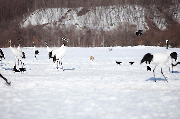 포토 JPG 주간 나무 식물 동물 해외기획촬영 계절 설경 겨울 여러마리 2010년일본 자연 조류 풍경 사람없음 야외 설원 일본 학 눈 홋카이도 여우 쿠시로 서식지 까마귀 국내포토 자연요소 아시아 다수 포유류 날씨 눈_날씨 생태계 파일형식